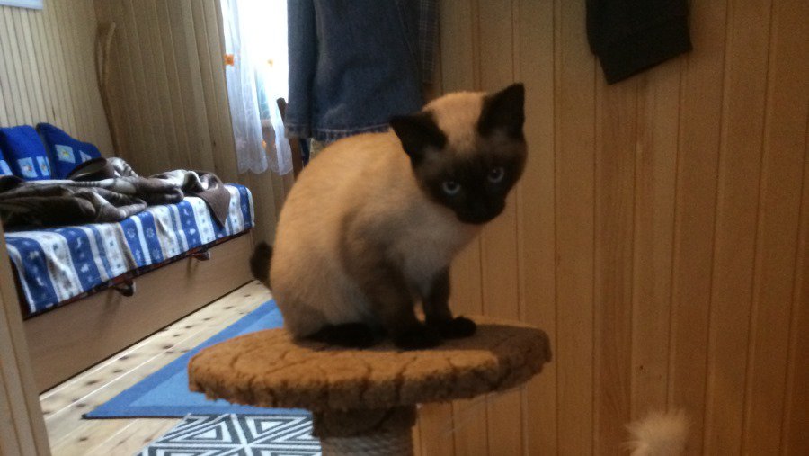 Участник №6 конкурса «Мой домашний любимец» - Конкурсы для читателей