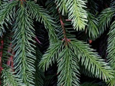 Parsinešk Kalėdas į savo namus - Visagine