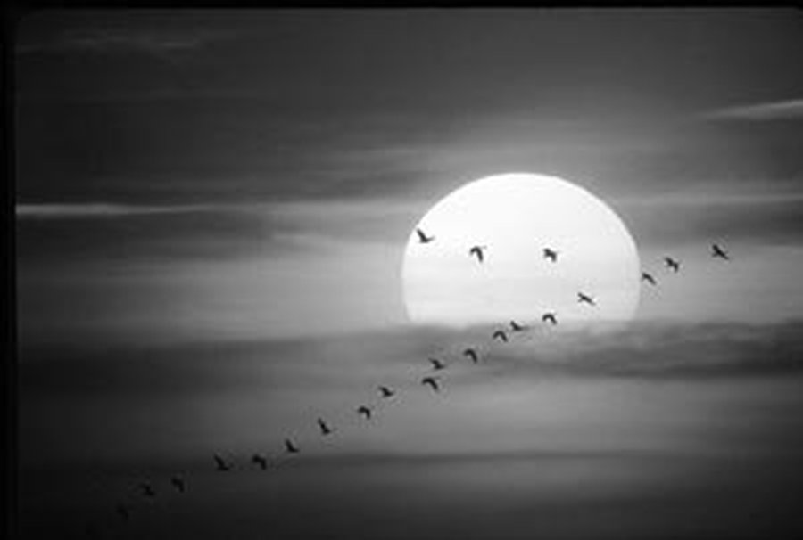 TSN Gallup: Дискриминация на расовой почве в Литве − одна из главных проблем при трудоустройстве - Литва и страны Балтии