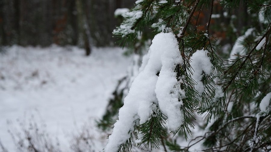 Как следят за зелёными зонами Висагинаса - В Висагинасе