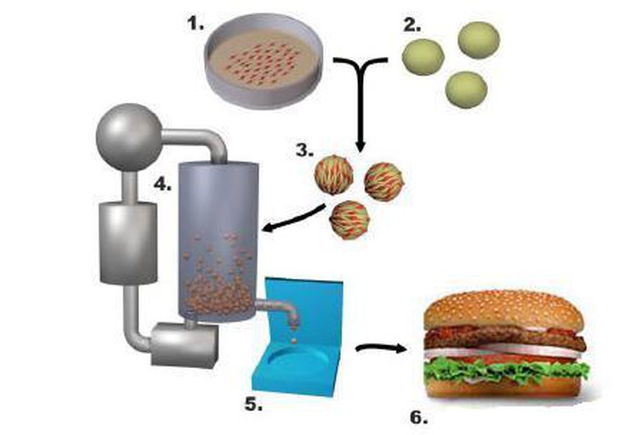 Ученые намерены выращивать мясо в лаборатории - Наука и здоровье
