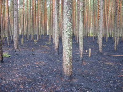 Будьте осторожны с огнем в лесу!

 - В Висагинасе