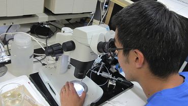 В Японии вырастили мини-бронхи для изучения коронавирусной инфекции