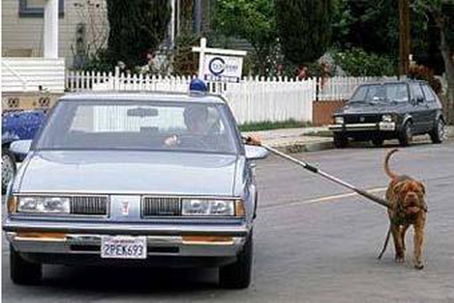 Британца оштрафовали за дистанционный выгул собаки - Хобби, отдых и развлечения