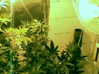 В Игналине задержаны лица, подозреваемые в культивировании наркотических веществ  (видео) - Происшествия и криминал