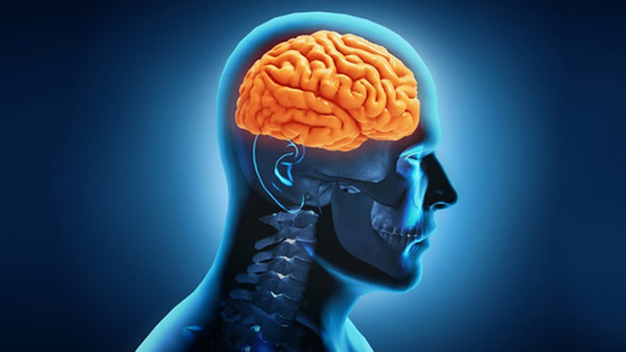 ДЛЯ МОЗГА НЕТ ТОЧКИ «СЕЙЧАС» - Наука и здоровье