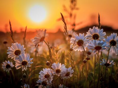 Visam laikui atsisveikiname su vasaros laiku? Svajonė tampa realybe? - Projektas „Europos Pulsas“