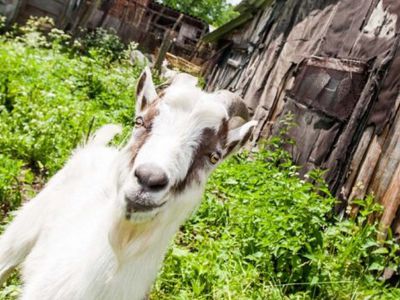 Жители многоквартирных домов в Диджясалисе держат кур и поросят

 - Литва и страны Балтии