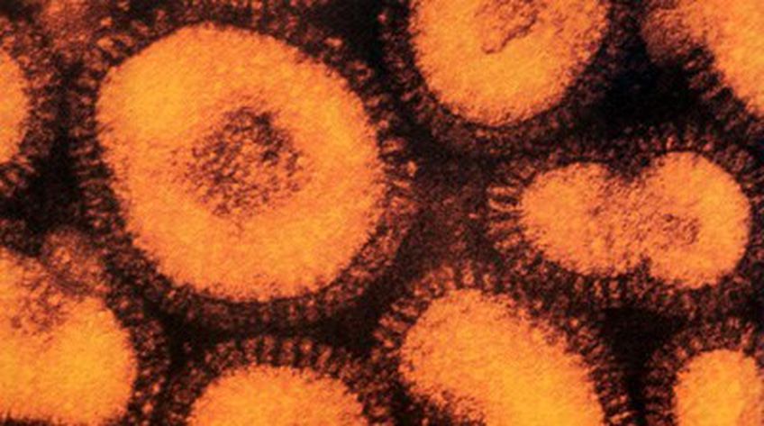 По миру распространяется вирус гриппа, не поддающийся традиционному лечению