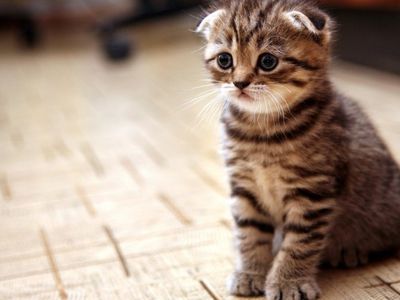 Акция по сбору кормов и средств для приюта «Padėk man» - В Висагинасе