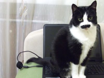 Участник № 52 конкурса «Мой домашний любимец» - Конкурсы для читателей