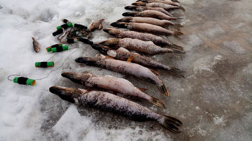 Akcija „Lydeka 2019“: per pirmąjį mėnesį žuvų ištekliams padaryta beveik 3000 eurų žala