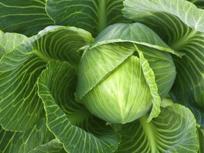 Капуста — лучший источник витаминов и минералов - Наука и здоровье
