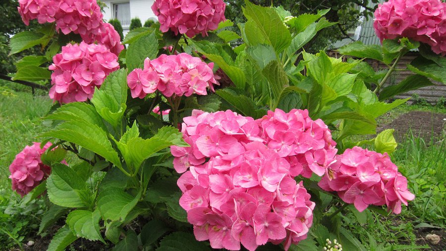 Aplankyti VDU botanikos sodą žiedais vilioja hortenzijos - Įdomu žinoti