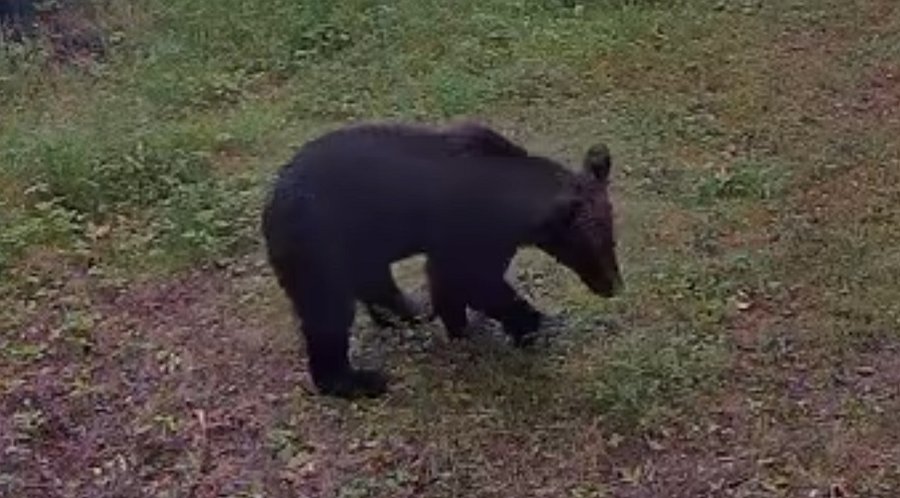 В окресностях озера Висагинас гуляет медведь - В Висагинасе