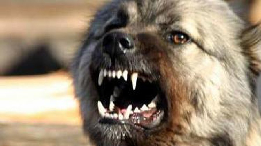 Сводка криминальных происшествий за период с 29  ноября по 1 декабря - Происшествия и криминал