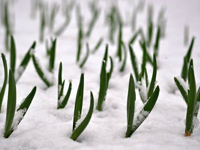 В Литве объявлена чрезвычайная ситуация из-за весенних заморозков - Литва и страны Балтии