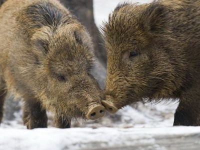 В Литве объявляется чрезвычайное положение - Литва и страны Балтии