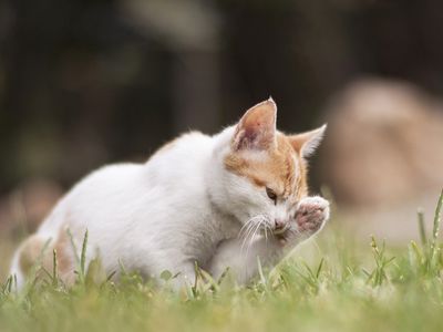 Висагинское общество опеки животных информирует - В Висагинасе