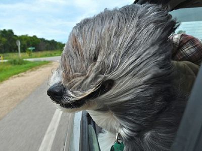 Когда улыбка до хвоста: финалисты фотоконкурса Comedy Pet Photography Awards - Хобби, отдых и развлечения