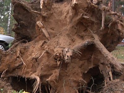 Буря прошла, какие последствия? - В Висагинасе